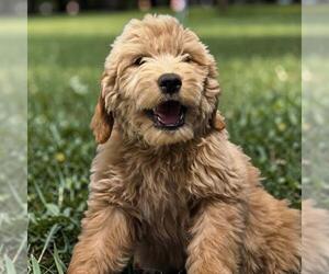 Goldendoodle Dogs for adoption in San Diego, CA, USA