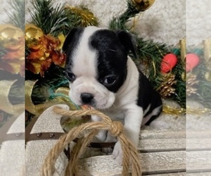 Boston Terrier Puppy for sale in CRKD RVR RNCH, OR, USA