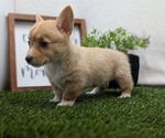 Small #12 Pembroke Welsh Corgi