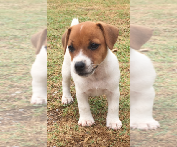 Medium Photo #5 Jack Russell Terrier Puppy For Sale in SIDNEY, TX, USA