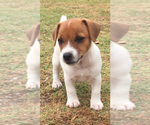 Small Photo #5 Jack Russell Terrier Puppy For Sale in SIDNEY, TX, USA