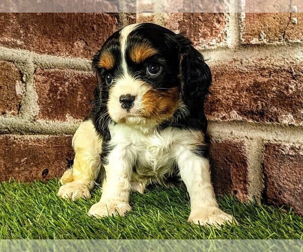 Medium Photo #6 Cavalier King Charles Spaniel Puppy For Sale in MOBERLY, MO, USA