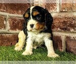 Small #5 Cavalier King Charles Spaniel