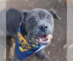 Small American Staffordshire Terrier Mix