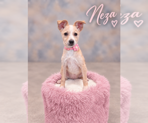 Chihuahua-Unknown Mix Dogs for adoption in PIPE CREEK, TX, USA