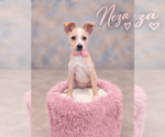 Neza - Female Chihuahua-Unknown Mix Dog for Adoption - Small photo