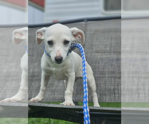 Medium Photo #22 Chiweenie Puppy For Sale in Wakefield, RI, USA