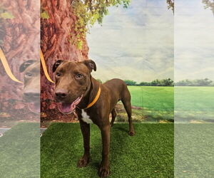Labrador Retriever-Unknown Mix Dogs for adoption in Euless, TX, USA