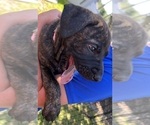 Puppy Pink Mastiff