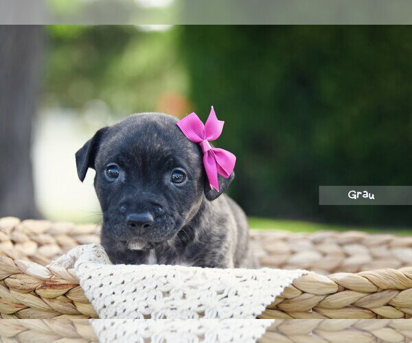 Medium Photo #1 Mutt Puppy For Sale in Sandy, UT, USA