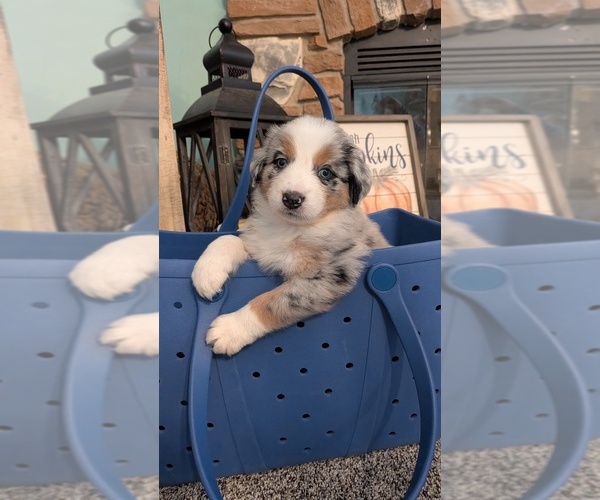 Medium Photo #1 Australian Shepherd Puppy For Sale in WEST UNION, OH, USA