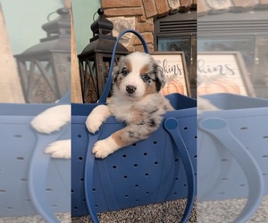 Australian Shepherd Puppy for sale in WEST UNION, OH, USA