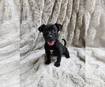 Small Labrador Retriever Mix
