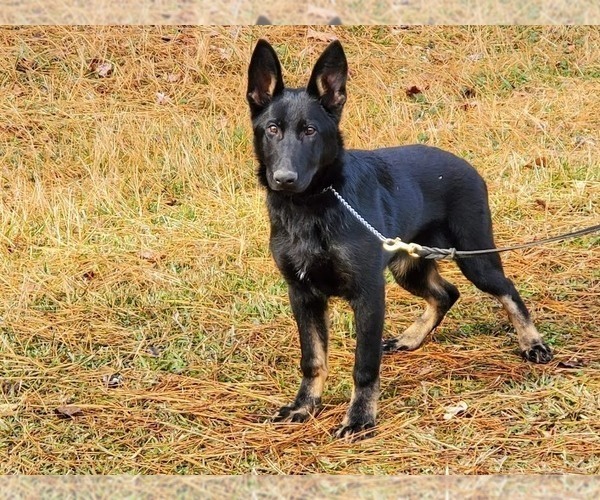 Medium Photo #1 German Shepherd Dog Puppy For Sale in FAYETTEVILLE, GA, USA