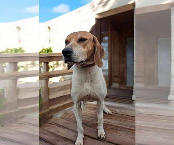 Medium Photo #7 Treeing Walker Coonhound-Unknown Mix Puppy For Sale in Sanderson, FL, USA