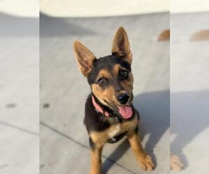 German Shepherd Dog-Unknown Mix Dogs for adoption in Santa Maria, CA, USA
