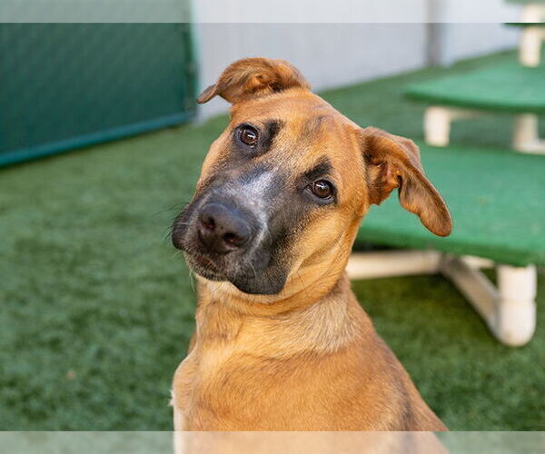 Medium Photo #2 Black Mouth Cur Puppy For Sale in Pasadena, CA, USA