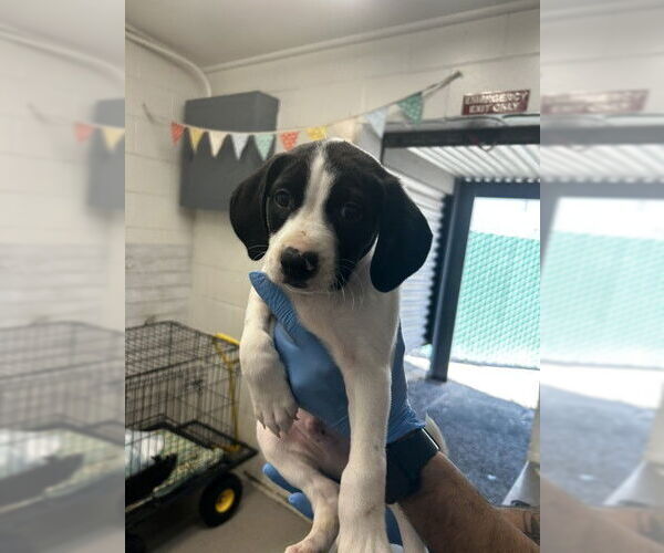 Medium Photo #1 Mutt Puppy For Sale in San Bernardino, CA, USA