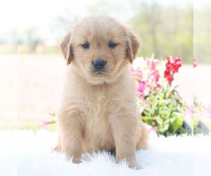 Golden Retriever Puppy for sale in NEWPORT, PA, USA