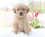 Small Golden Retriever