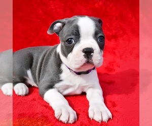 Boston Terrier Puppy for sale in LAKELAND, FL, USA