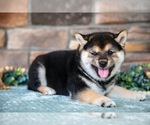 Puppy Kibbles Shiba Inu