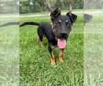 Small Australian Kelpie-Rottweiler Mix