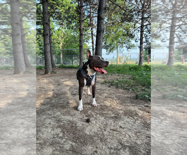 Medium Photo #7 American Pit Bull Terrier-American Staffordshire Terrier Mix Puppy For Sale in Caribou, ME, USA