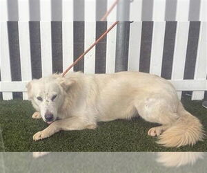 German Shepherd Dog-Unknown Mix Dogs for adoption in Modesto, CA, USA