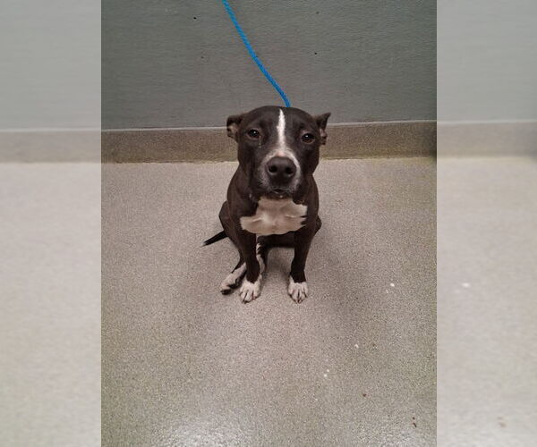 Medium Photo #1 Mutt Puppy For Sale in Las Vegas, NV, USA