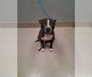 Mutt Dogs for adoption in Las Vegas, NV, USA