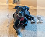 Small #8 Great Dane-Labrador Retriever Mix