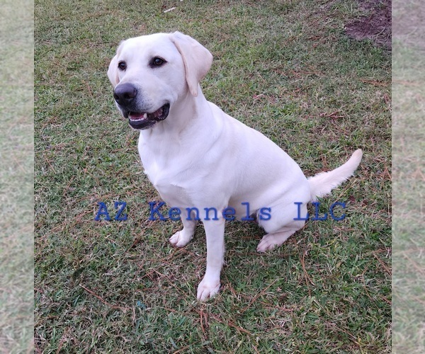 Medium Photo #1 Labrador Retriever Puppy For Sale in SILSBEE, TX, USA
