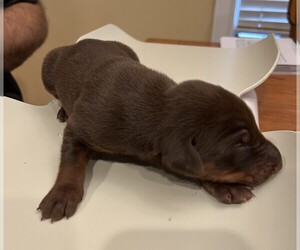Doberman Pinscher Puppy for sale in PECK, KS, USA