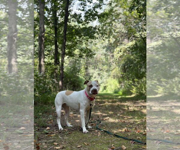 Medium Photo #17 American Staffordshire Terrier-Unknown Mix Puppy For Sale in Rockaway, NJ, USA