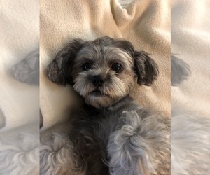 ShihPoo Puppy for sale in SAN ANTONIO, TX, USA