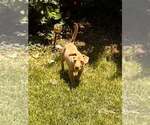 Small #36 Labrador Retriever Mix