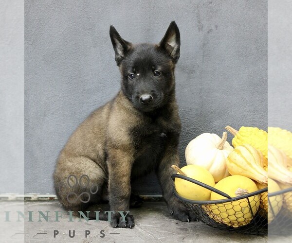 Medium Photo #1 Belgian Malinois Puppy For Sale in RONKS, PA, USA
