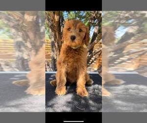 Goldendoodle-Poodle (Miniature) Mix Puppy for sale in SPICEWOOD, TX, USA