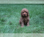 Small Photo #1 Poodle (Miniature) Puppy For Sale in EVART, MI, USA