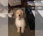 Small Photo #2 Goldendoodle Puppy For Sale in BIG ISLAND, VA, USA