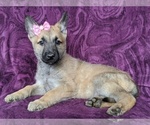 Small Photo #4 Malinois Puppy For Sale in PARADISE, PA, USA