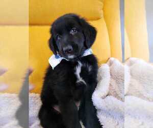 Goberian Puppy for sale in LEESBURG, VA, USA