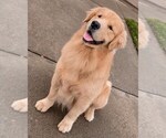 Small #4 Golden Retriever