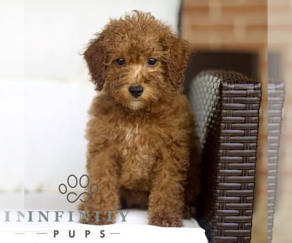 Medium Photo #2 Poodle (Toy) Puppy For Sale in LANCASTER, PA, USA