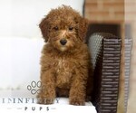 Small #1 Poodle (Toy)