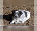 Small #13 Australian Cattle Dog-Border Collie Mix