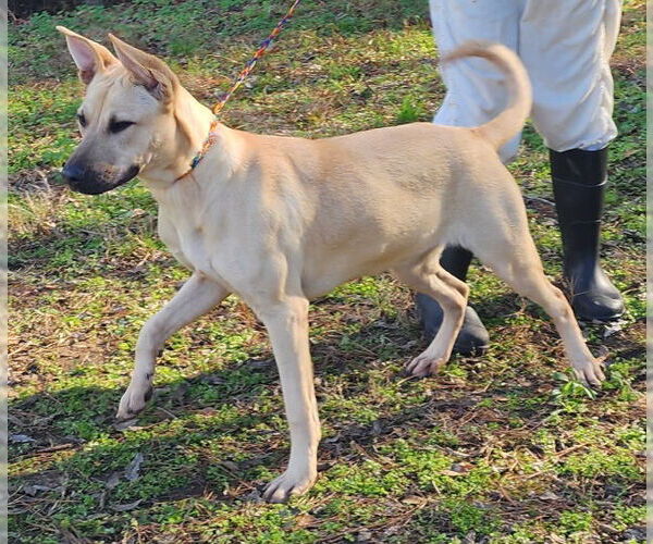Medium Photo #2 Labrador Retriever-Unknown Mix Puppy For Sale in Wetumpka, AL, USA