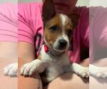 Small #2 Mutt