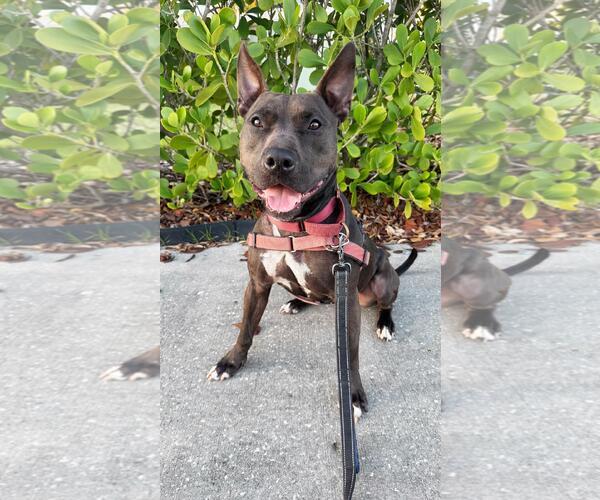 Medium Photo #2 Mutt Puppy For Sale in Pompano Beach , FL, USA